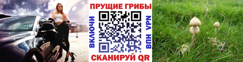Псилоцибиновые грибы прущие грибы  Семилуки 